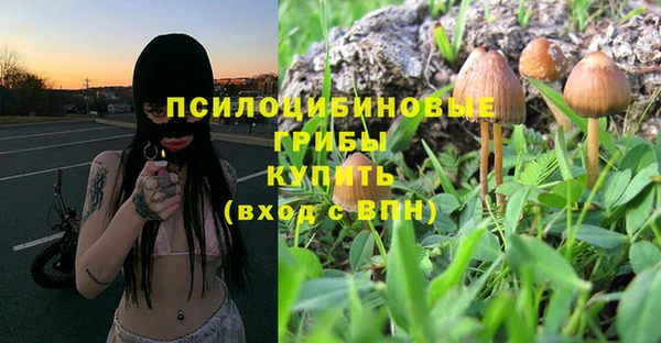 сатива Беломорск