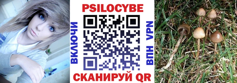 Купить где  Неман  Псилоцибиновые грибы Psilocybe 